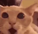 omg
