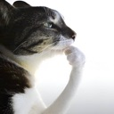 :thinker: