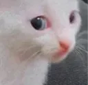 erm