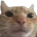 swagcat swagcat