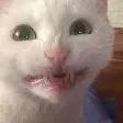 catSmile