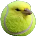 caffytennisbird