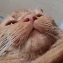 goobie goobie
