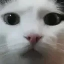 MikesCat