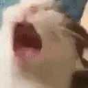 CE_Shakescream