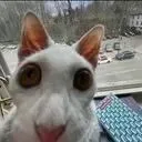 CE_Stare CE_Stare