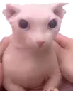 bingus