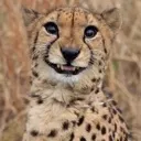 chesysmile