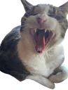 <:mouseaaa:1350766996689518612>