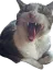 :mouseaaa: