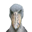 stare