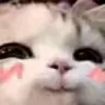 hehecat