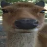 Him