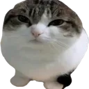 wawacat