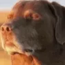 chatarewecooked