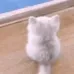 meowmeow