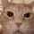 cat_laughing