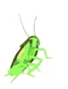Dancing_cockroach