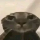 WetCat