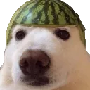 melondog