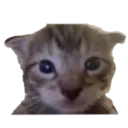 guh