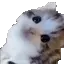 catkittystare