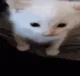 4cat_explode
