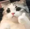 yes
