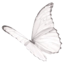 w_butterfly