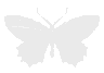 :butterfly_wings: