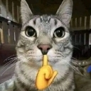 A gray tabby cat looking directly at the camera with a yellow shushing finger emoji placed over its mouth.