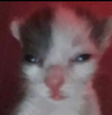 :Capturadepantalla20250317alas9: