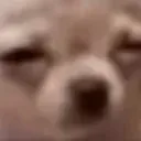 tireddog