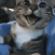 HappyCat
