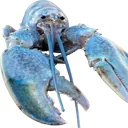 Blue_lobster