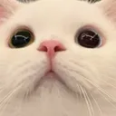 xcatstare1