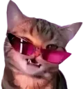 catvogue