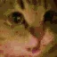 meowJAMJAM