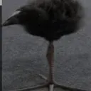 one_leg_bird