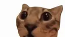 smilecat