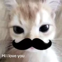 stachecat