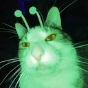 CE_Gnarp2 CE_Gnarp2
