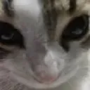 catstare