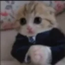 fancycat
