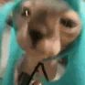 CE_CatsuneMiku