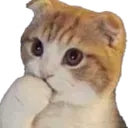 cat_think cat_think
