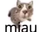 miau