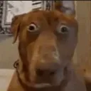 scareddog