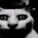 catDespairerr