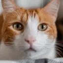 catNormal